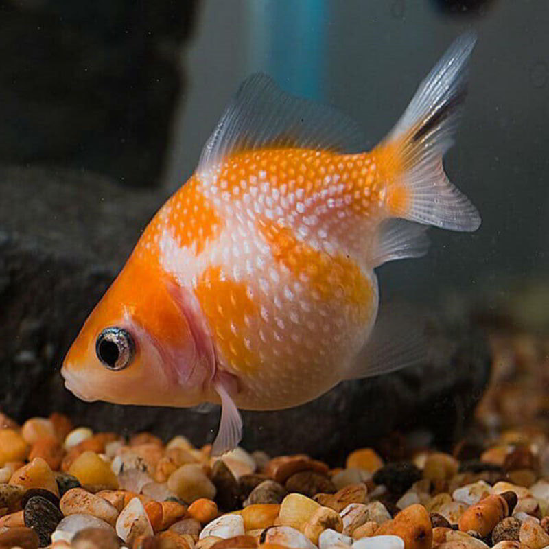 Жемчужинка (Carassius auratus japonicus)