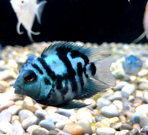 Попугай Синий Тигровый Cichlasoma sp.(гибрид)